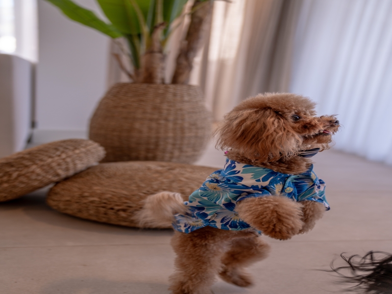 Club Arona Luxury Villas Belek