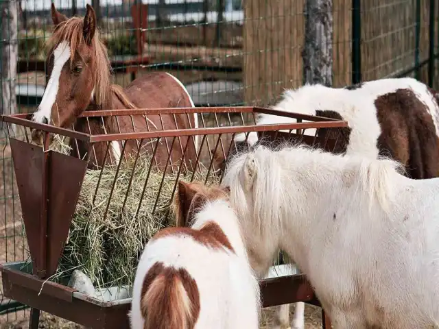 Big Thermal & Spa Resort